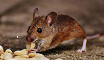 exotic-pet-enclosure-pest-control Experts in Academy